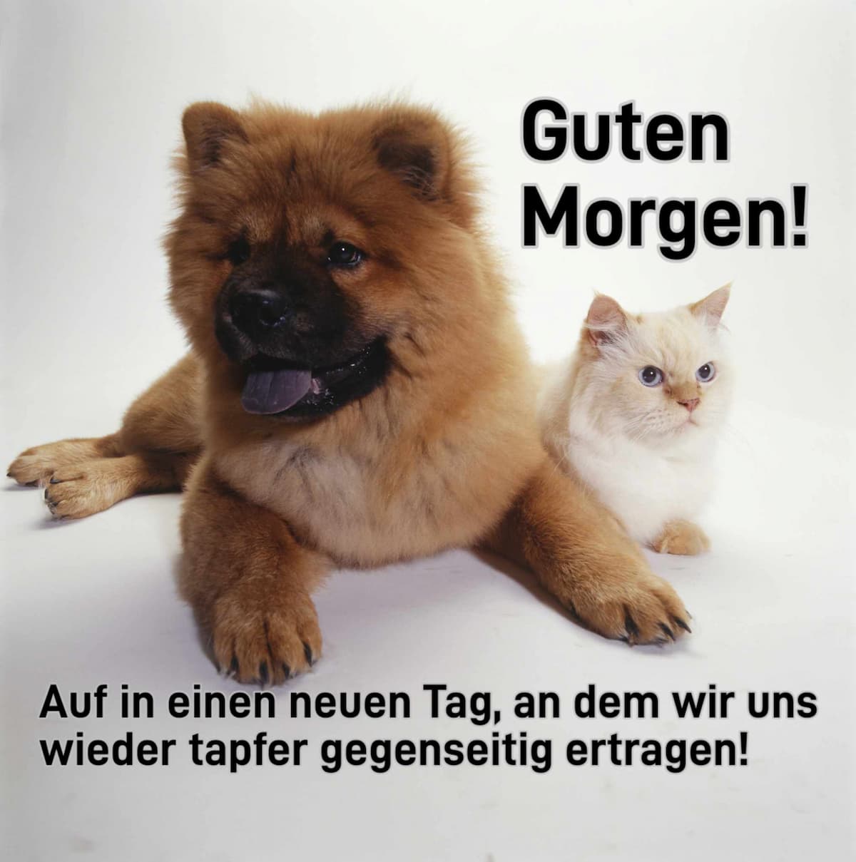 Lustige Guten Morgen Bilder